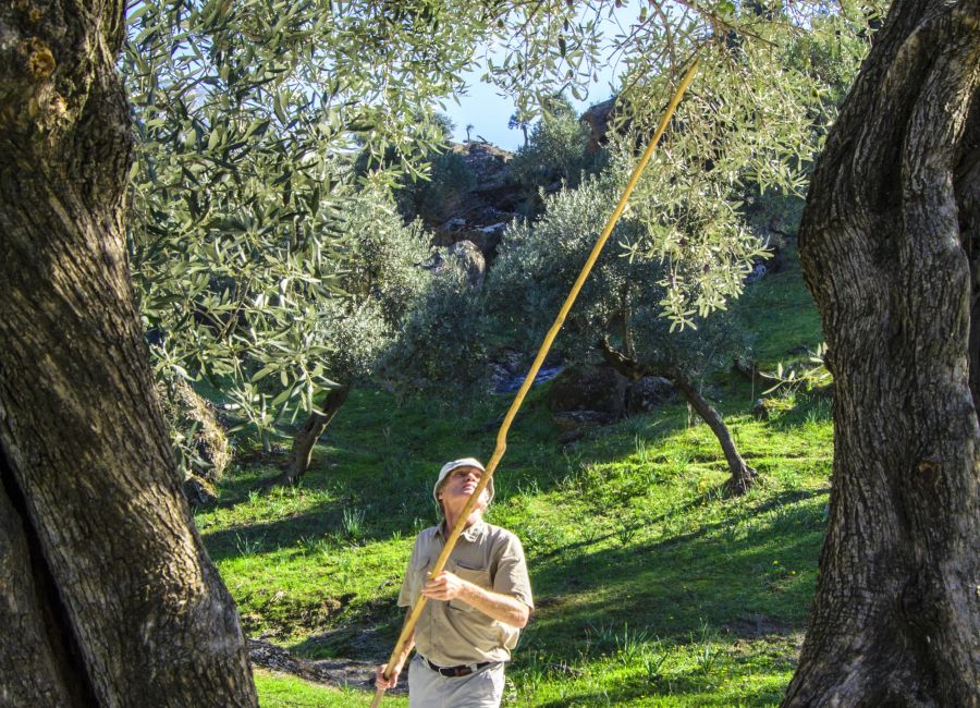 Bafa'da zeytin hasadı turu